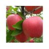 红富士苹果产地直销果园低价出售 苹果市场价格走势