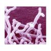 乳酸菌系列-嗜热链球菌 干酪乳杆菌 鼠李糖乳杆菌 长双歧杆菌