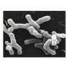 乳酸菌系列-植物乳杆菌 乳酸菌发酵菌种 益生菌，发酵剂