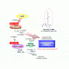 高性价比-大鼠抗甲状腺球蛋白抗体(ATGA/TGAB)ELISA试剂盒