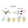 高性价比-大鼠胰岛素自身抗体(IAA)ELISA试剂盒