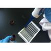 沙门氏菌ELISA检测试剂盒
