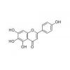 野黄芩素标准品 HPLC98%