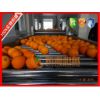 供应把橙子清洗干净的机器 厂家常年供应橙子清洗设备